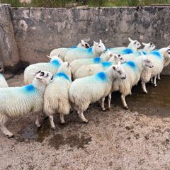Ewe lambs