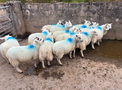 Ewe lambs