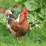 Rooster Image 3