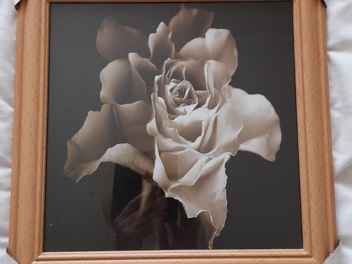 Rose flower