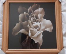 Rose flower
