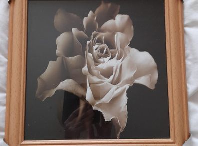Rose flower