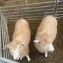 Organic Romney Ram Lambs Image 7