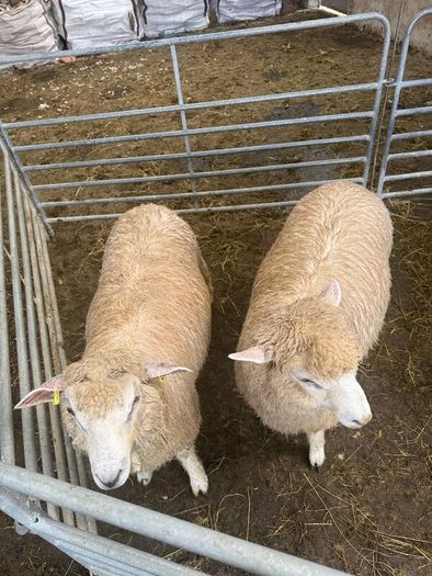 Organic Romney Ram Lambs