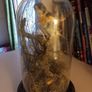 Taxidermied bird in glass dome Image 5