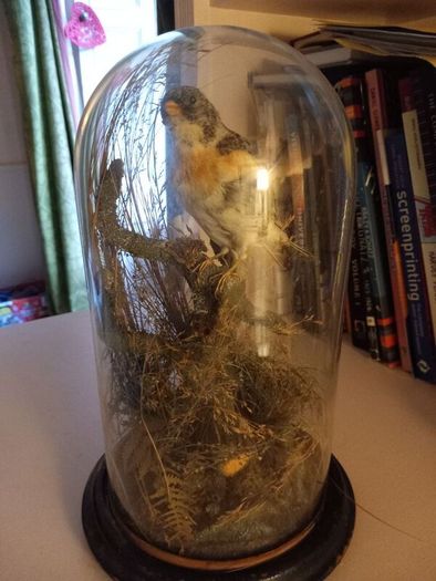 Taxidermied bird in glass dome