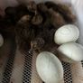 Ducklings Image 4