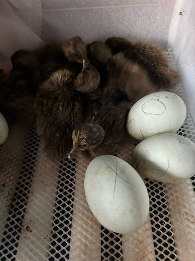 Ducklings