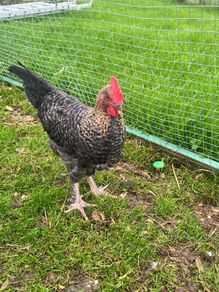 Olive Egger Rooster & Black Pekins