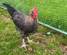 Olive Egger Rooster & Black Pekins