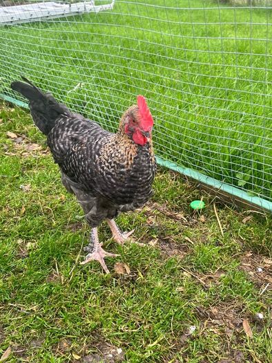 Olive Egger Rooster & Black Pekins