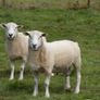 Tefrom Rams for Sale, New Zealand Maternal Sheep Image 2