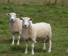 Tefrom Rams for Sale, New Zealand Maternal Sheep