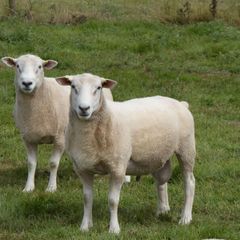 Tefrom Rams for Sale, New Zealand Maternal Sheep