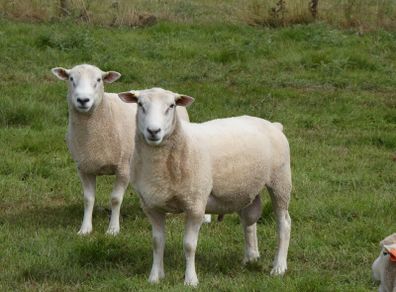 Tefrom Rams for Sale, New Zealand Maternal Sheep