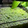Aquatic plant/water lettuce Image 5