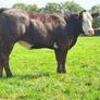 15 exceptional breeding heifers Tullamore mart 3rd Image 2