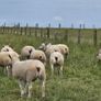14 Texel Hoggetts Image 2