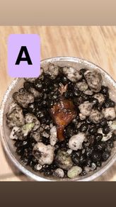 Mystery corms ( read description)