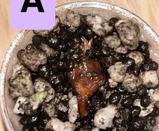 Mystery corms ( read description)