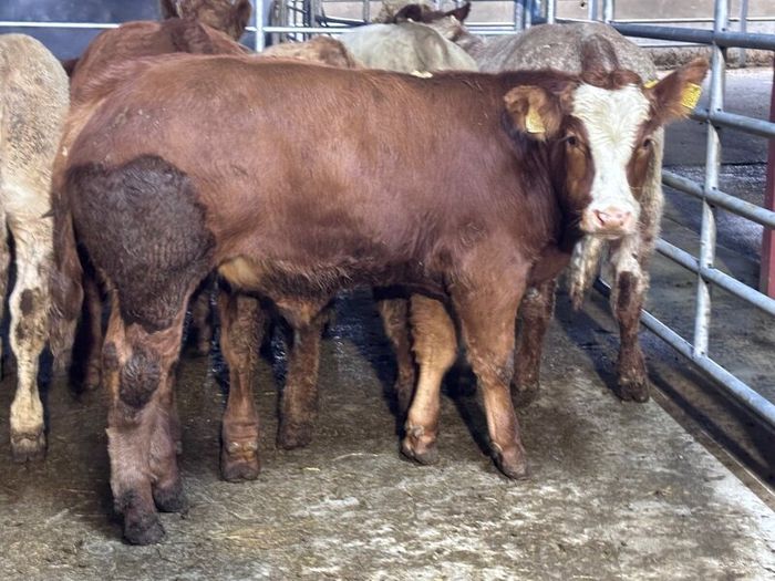 9 top quality suckler bred bull Weanlings for sale