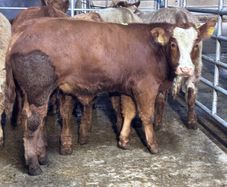 9 top quality suckler bred bull Weanlings for sale