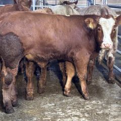 9 top quality suckler bred bull Weanlings for sale