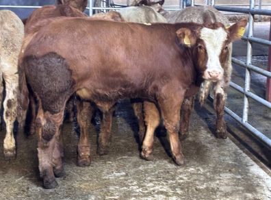 9 top quality suckler bred bull Weanlings for sale