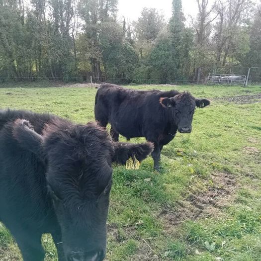 7 angus X bullocks for sale