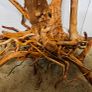 Stump Wood Size XXXL Image 3