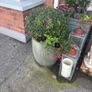 2 buxus one large one small established 4 years Image 4