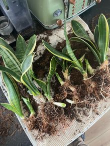 snake plant