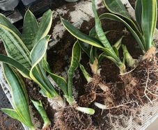 snake plant