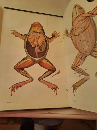 Vintage Pictorial Knowledge