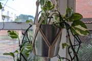Satin Pothos incl. Hanging basket