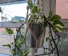 Satin Pothos incl. Hanging basket