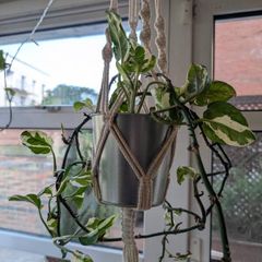 Satin Pothos incl. Hanging basket