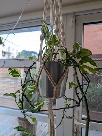 Satin Pothos incl. Hanging basket