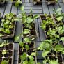 Swap: Cauliflower, Broccoli & Cabbage Plants Image 2