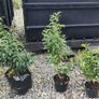Quality Portuguese Laurel in sizes from 3 euro Image 4