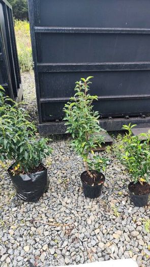 Quality Portuguese Laurel in sizes from 3 euro