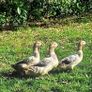ducks Image 5