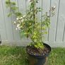 plant Image 3