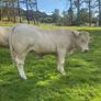Pedigree Charolais bull Image 2