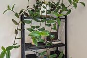 Tradescantia