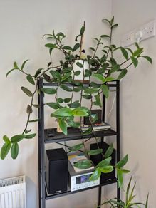 Tradescantia