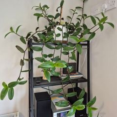 Tradescantia