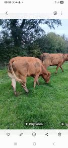 Top class heifers calving Jan