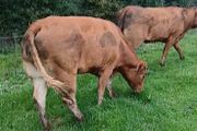 Top class heifers calving Jan