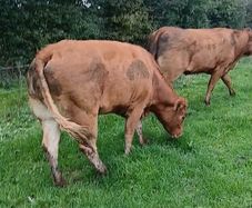 Top class heifers calving Jan